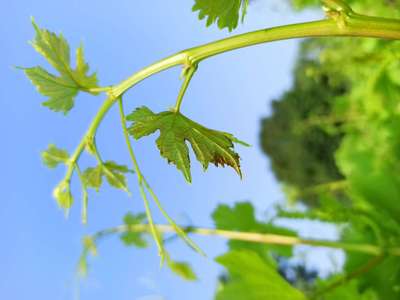 Downy Mildew of Grape - Grape