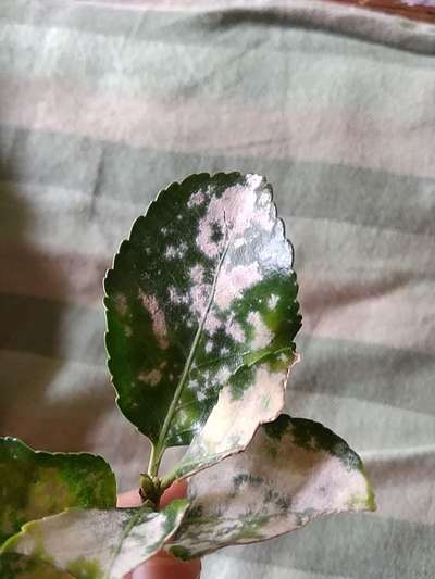 Powdery Mildew - Citrus