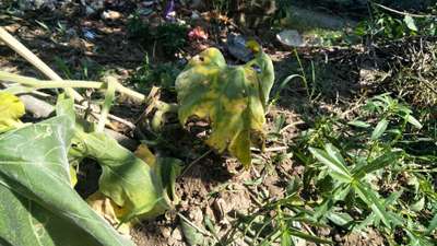 Leaf Miner Flies - Brinjal