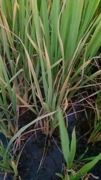 Potassium Deficiency - Rice