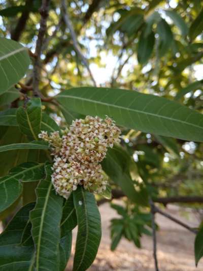 Anthracnose of Papaya and Mango - Mango