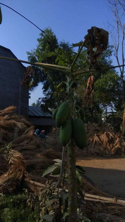 ডাউনি  মাইল্ডিউ - পেঁপে