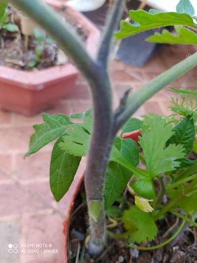 Pourriture Grise - Tomates