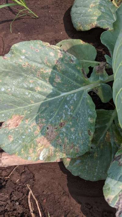 Downy Mildew - Cabbage