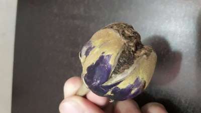 Brinjal Shoot and Fruit Borer - Brinjal