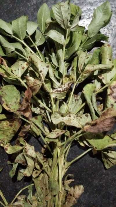 Alternaria Leaf Spot Peanut - Peanut