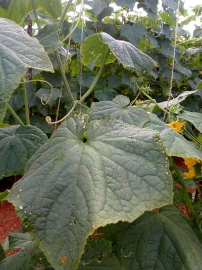 Leaf Miner Flies - Cucumber