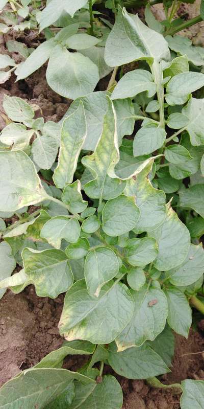 Alternaria Late Blight - Potato