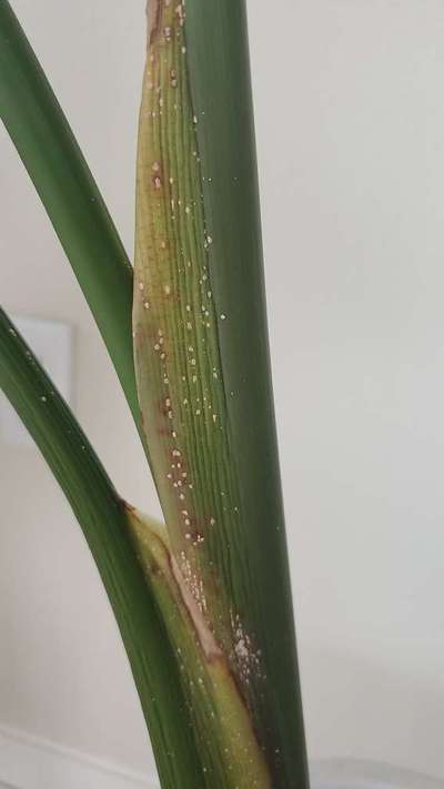 Mealybug - Rice