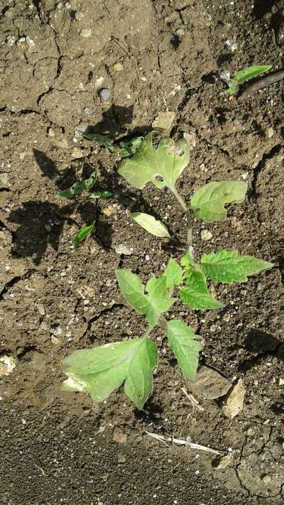 Tomato Leaf Miner - Tomato