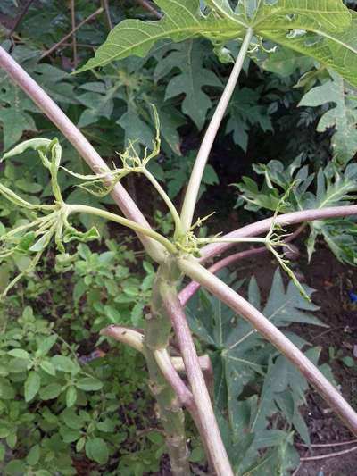 Ring Spot Virus - Papaya