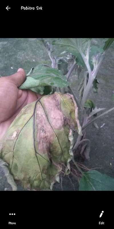 Brinjal Shoot and Fruit Borer - Brinjal