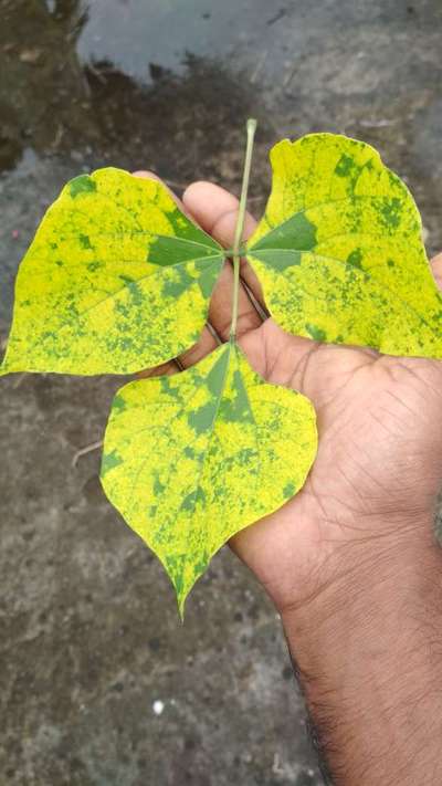 শিমের সোনালি মোজাইক ভাইরাস - শিম