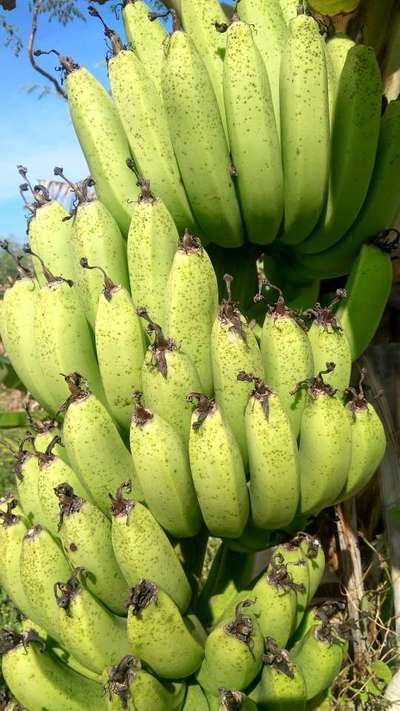 eating bananas with dark spots