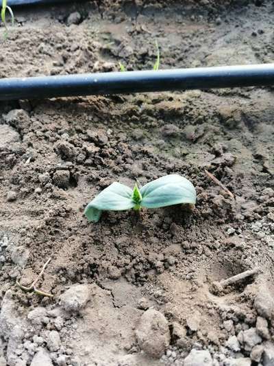 Damping-Off of Seedlings - Cucumber