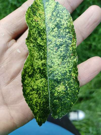 Apple Mosaic Virus - Apple