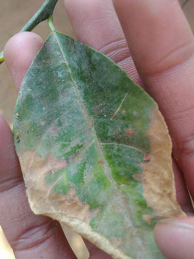 Potassium Deficiency - Citrus