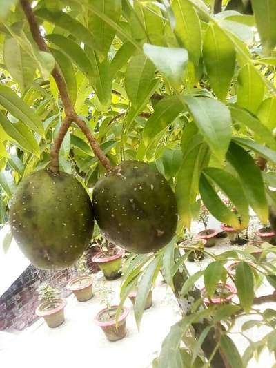 ছাতরা পোকা - আম