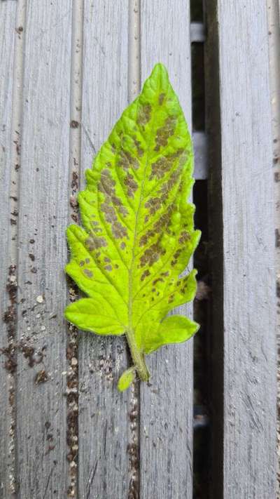 Anthracnose - Tomato