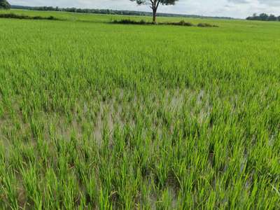 Rice Ear-Cutting Caterpillar - Rice