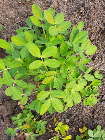 Sulfur Deficiency - Peanut