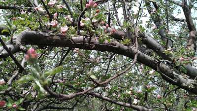 Apple Root and Collar Rot - Apple