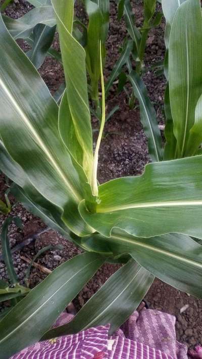 Calcium Deficiency - Maize