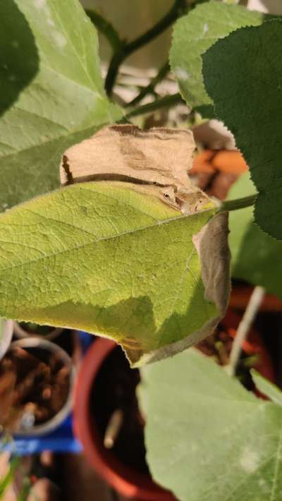 Gummy Stem Blight of Cucurbits - Pumpkin