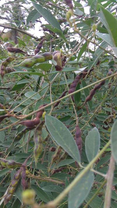 Spotted Pod Borer - Pigeon Pea & Red Gram