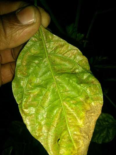 Downy Mildew - Capsicum & Chilli