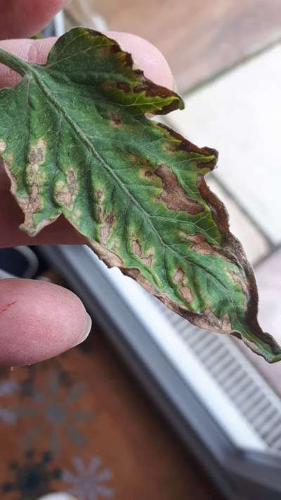 Early Blight - Tomato