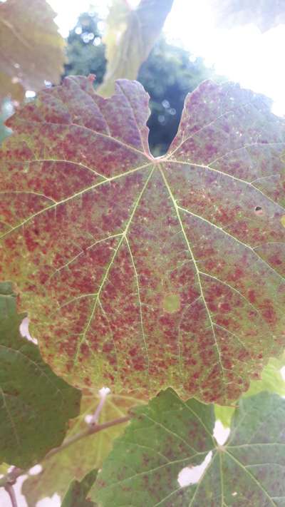 Yellow Vine Mite - Grape