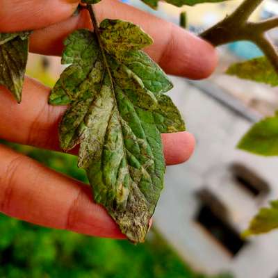 Leaf Miner Flies - Tomato