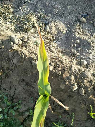 Potassium Deficiency - Maize