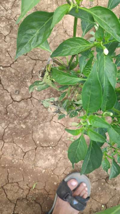 Wet Rot - Capsicum & Chilli