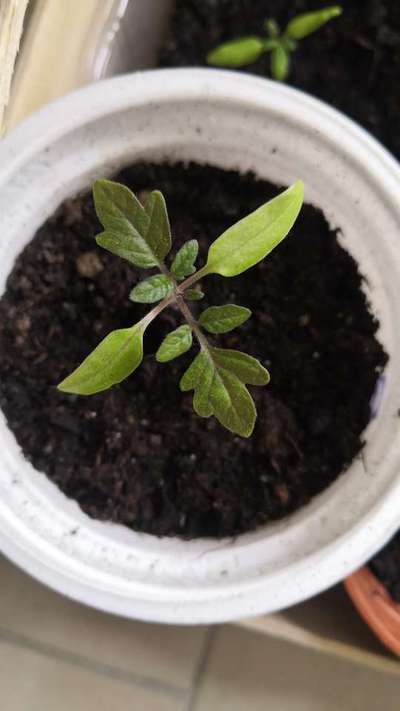 Phosphorus Deficiency - Tomato