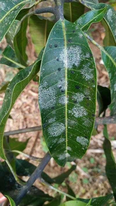 Powdery Mildew of Mango - Mango