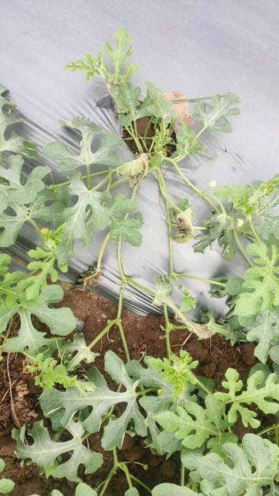 Gummy Stem Blight of Cucurbits - Melon