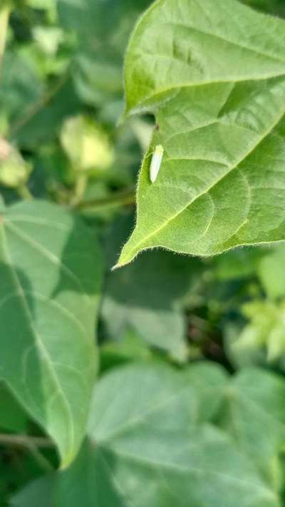 Cotton Leafhopper Jassids - Cotton