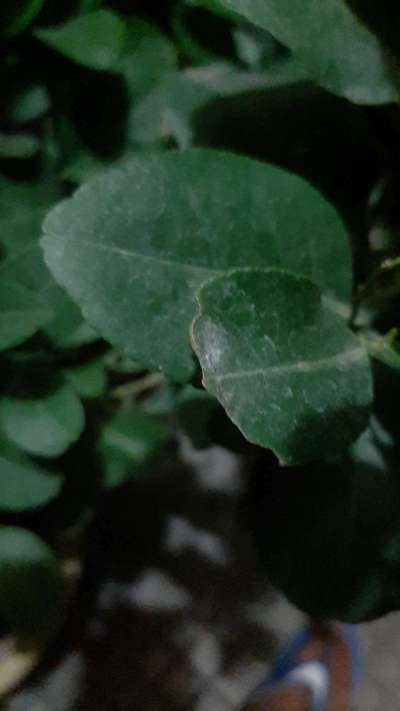 Powdery Mildew - Citrus