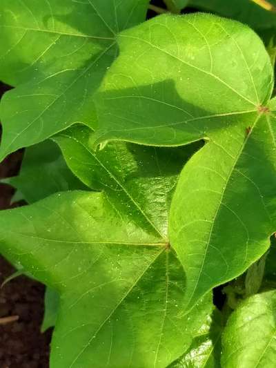 Aphids - Cotton