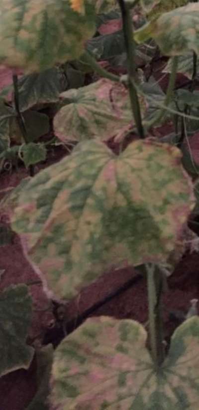 Downy Mildew of Cucurbits - الخيار