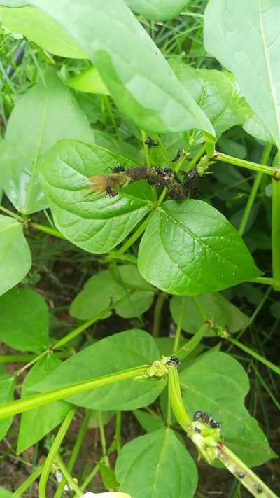 Aphids - Bean