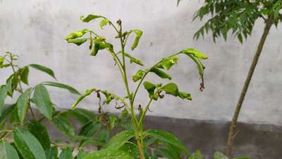 Oriental Fruit Moth - Apple