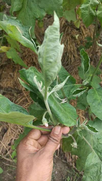 Whiteflies - Brinjal