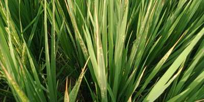 Bacterial Blight of Rice - Rice