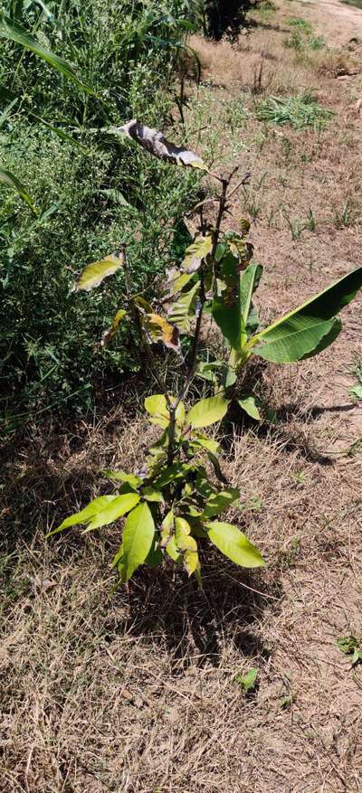 Mango Dieback Disease - Mango