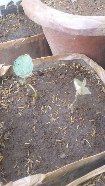 Damping-Off of Seedlings - Brinjal