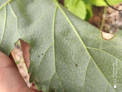 Aphids - Okra