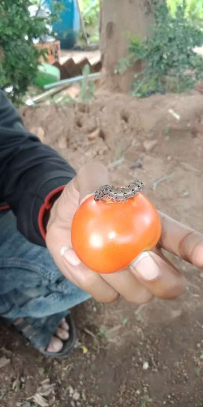 Tobacco Caterpillar - Tomato